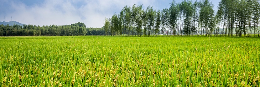 外來物含量測定
